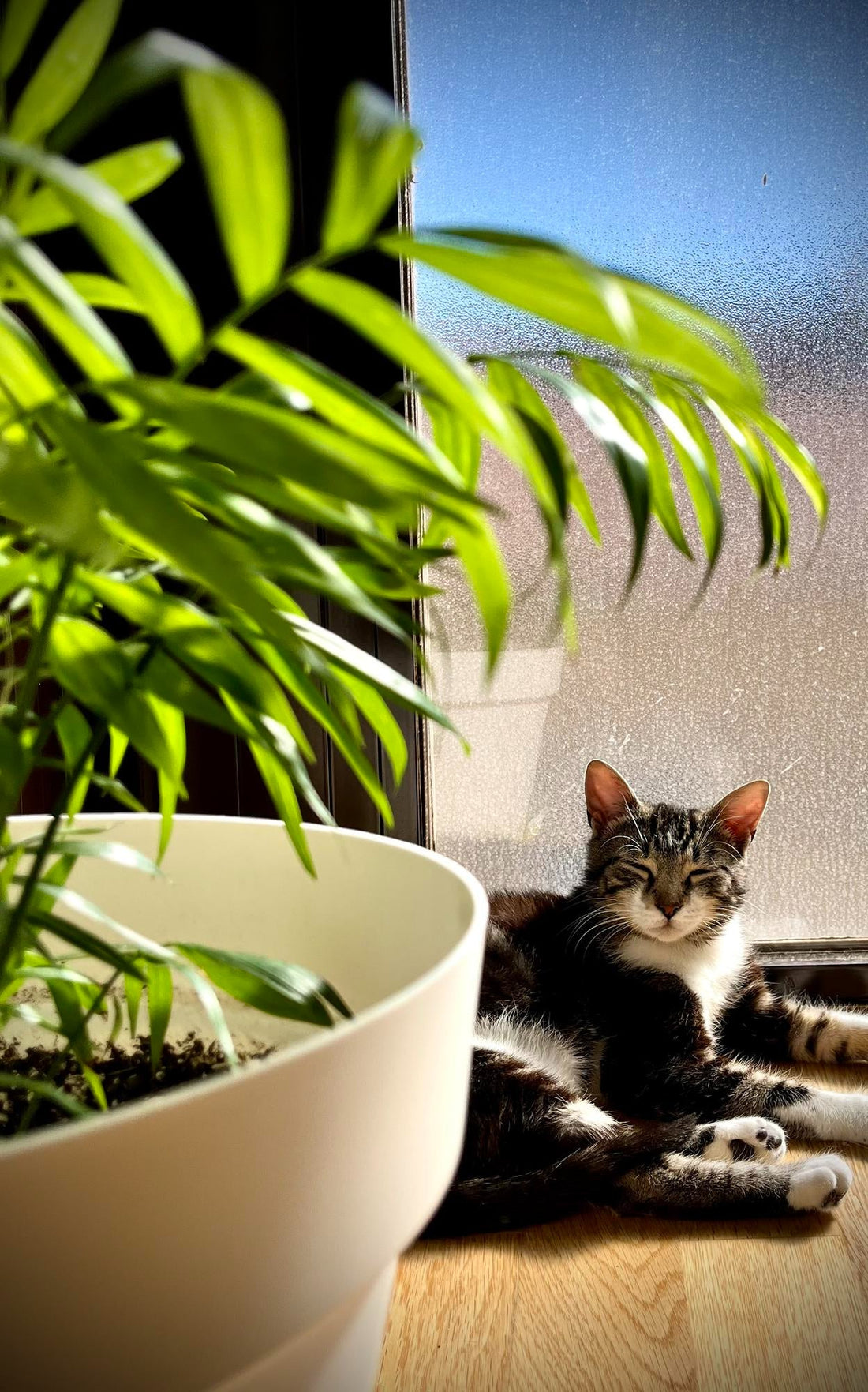 🚨 颱凰「鳳凰」來襲！植物緊急避難與防病全指南 🚨