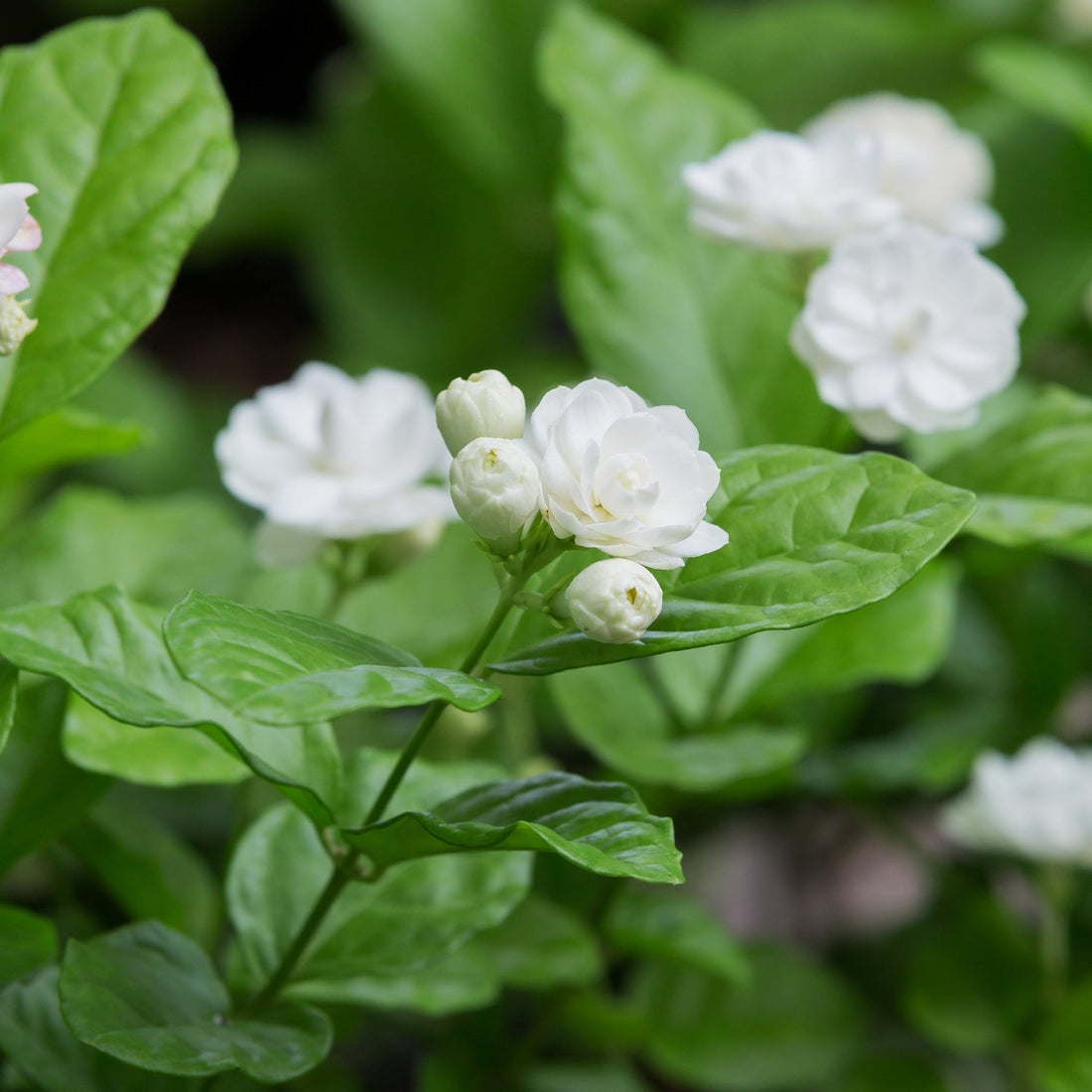 讓茉莉爆花的３個小技巧