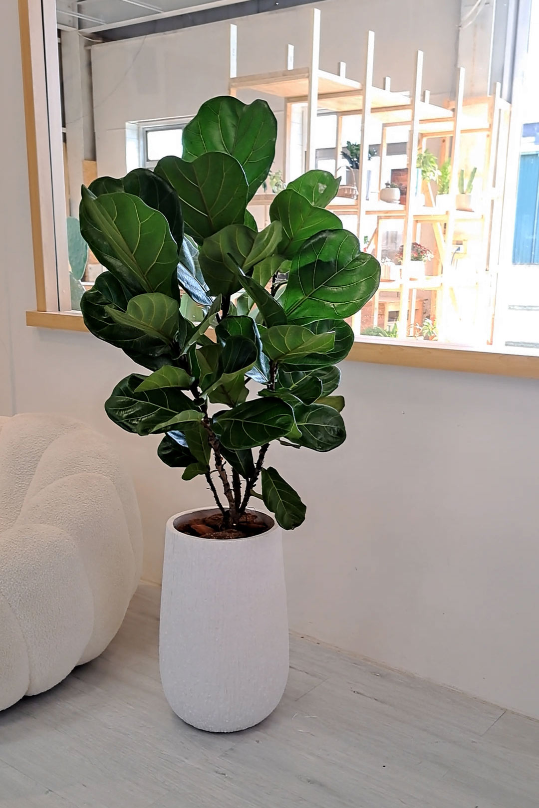 琴葉榕總是養不好？3 個關鍵秘訣，讓它在家裡像森林一樣茂盛 (附影片教學)