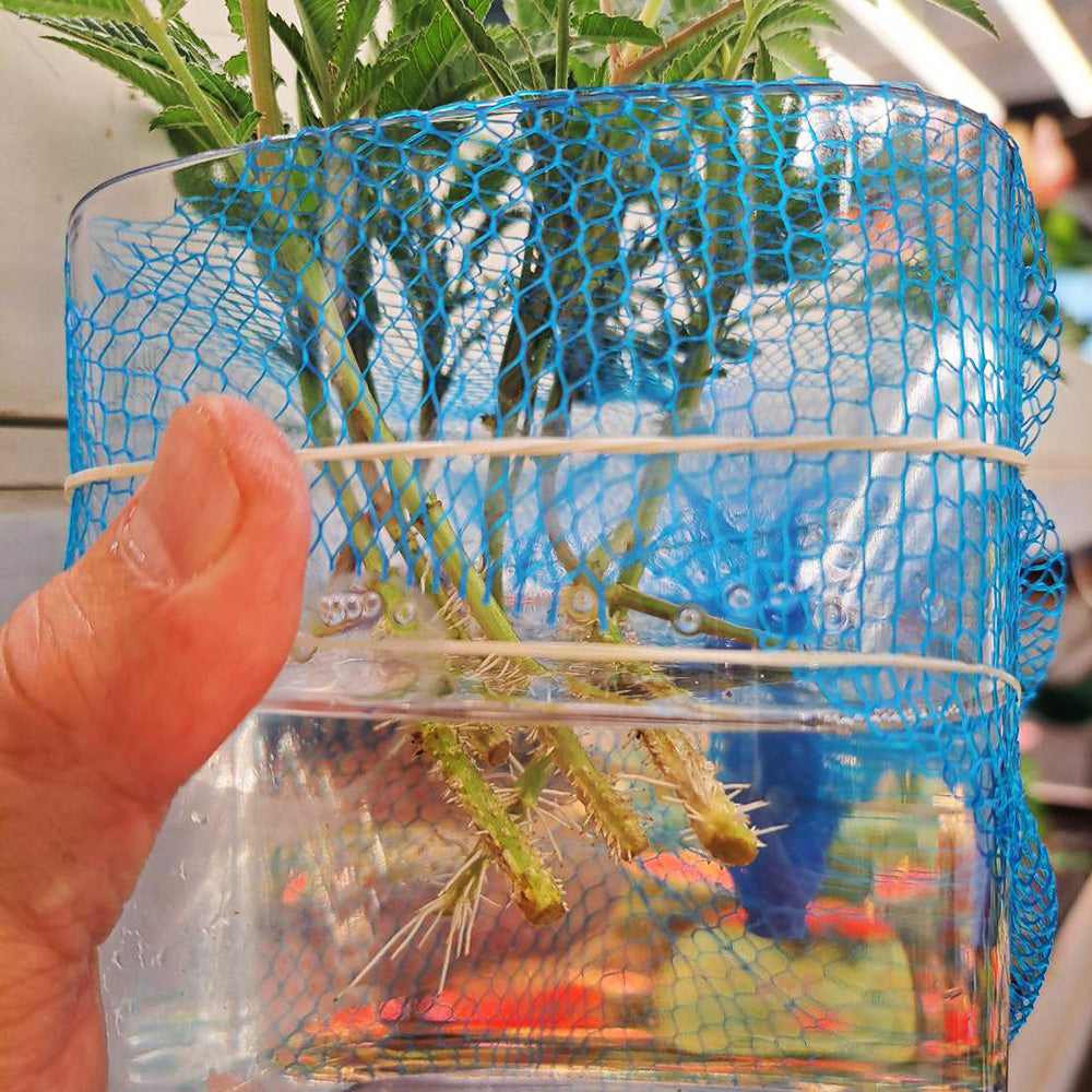 水耕5天就爆根！芳香萬壽菊扦插成果發表