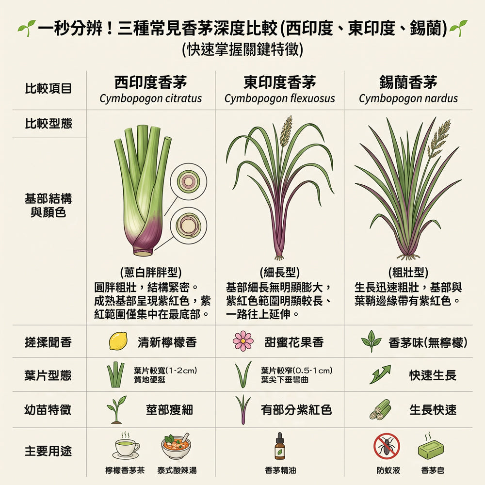【香茅可以煮湯嗎？】一文分清「防蚊香茅」與「料理檸檬香茅」，別再讓香茅火鍋變成防蚊油！