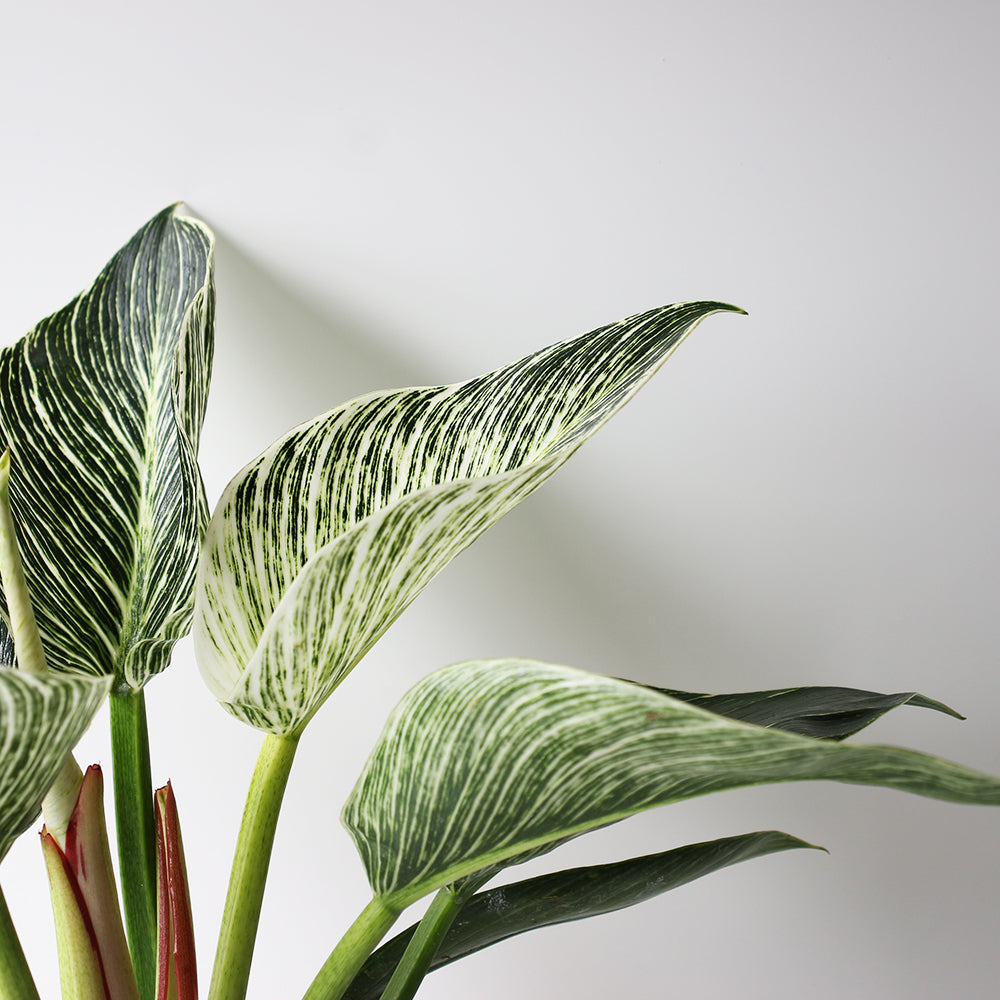 【今天我最美-鉑金蔓綠絨】每個角度都很美的室內植物