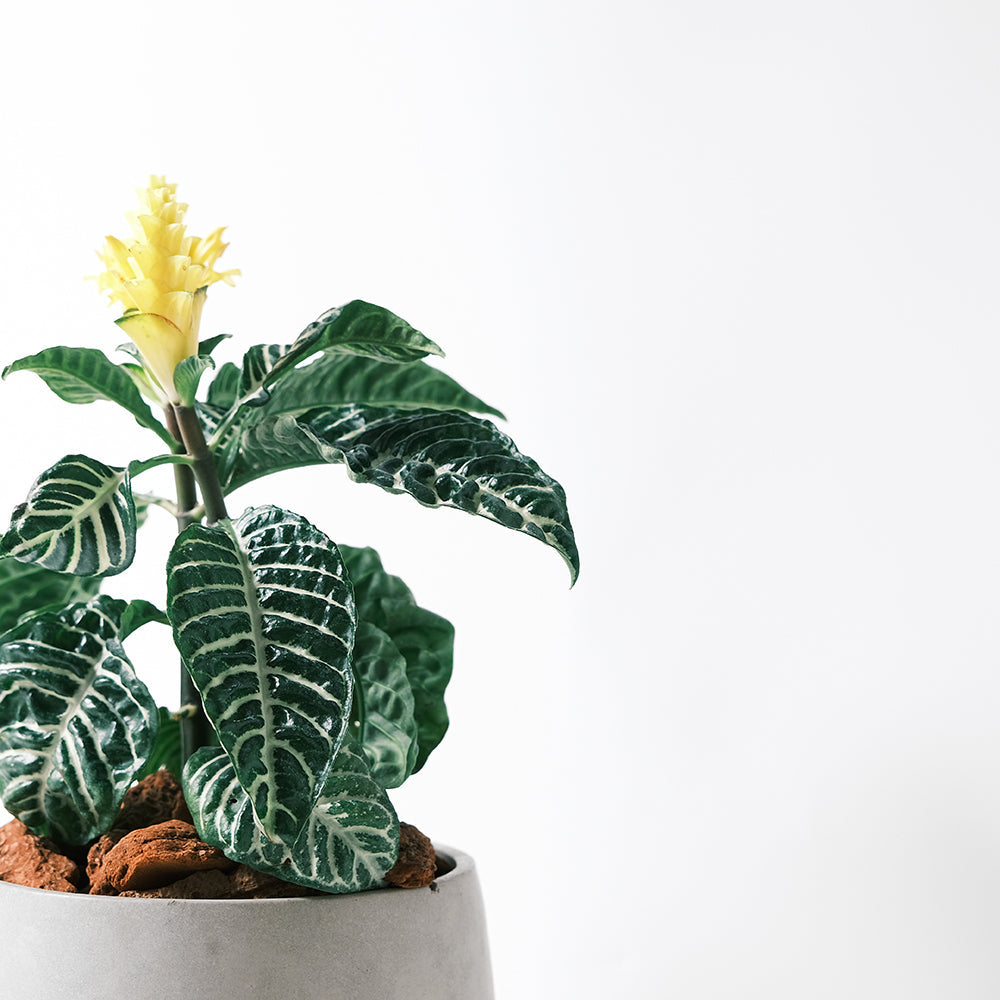 【今天我最美-單藥花】葉片跟花都很特別的植物