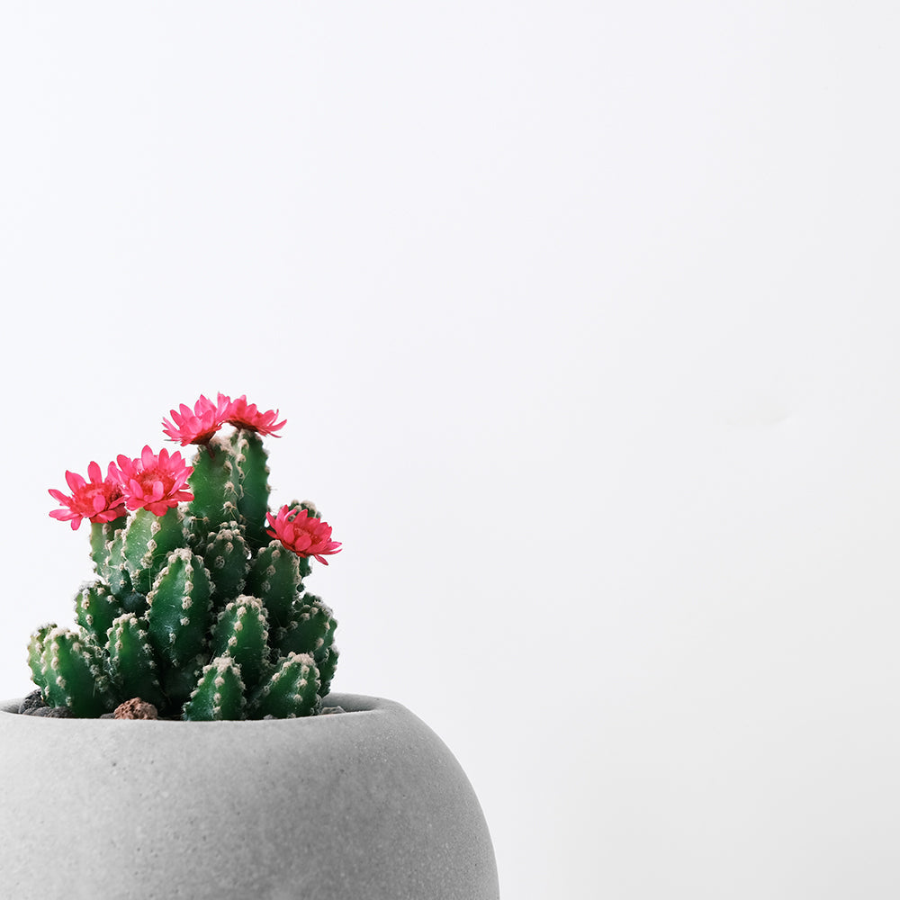 【今天我最美-童話城堡】會自然長大的山景