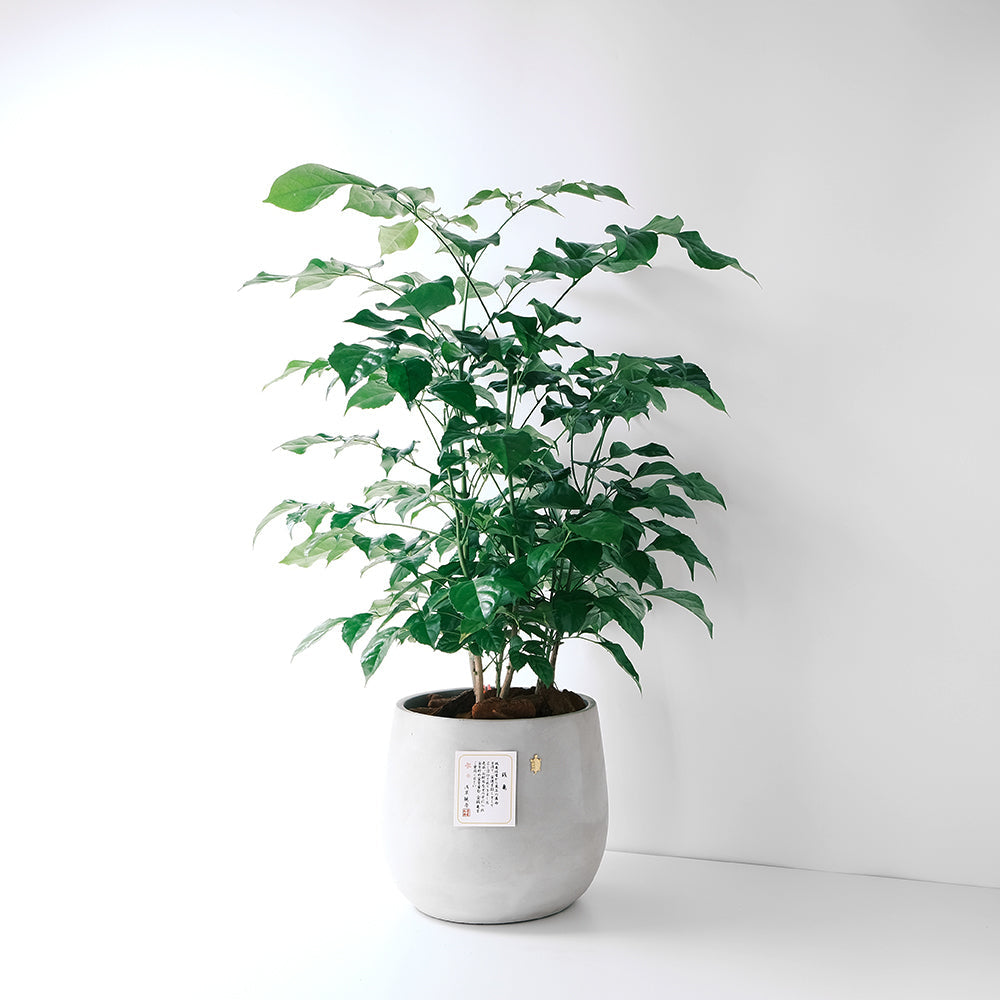 【今天我最美-聚寶樹】日系風格的招財植物