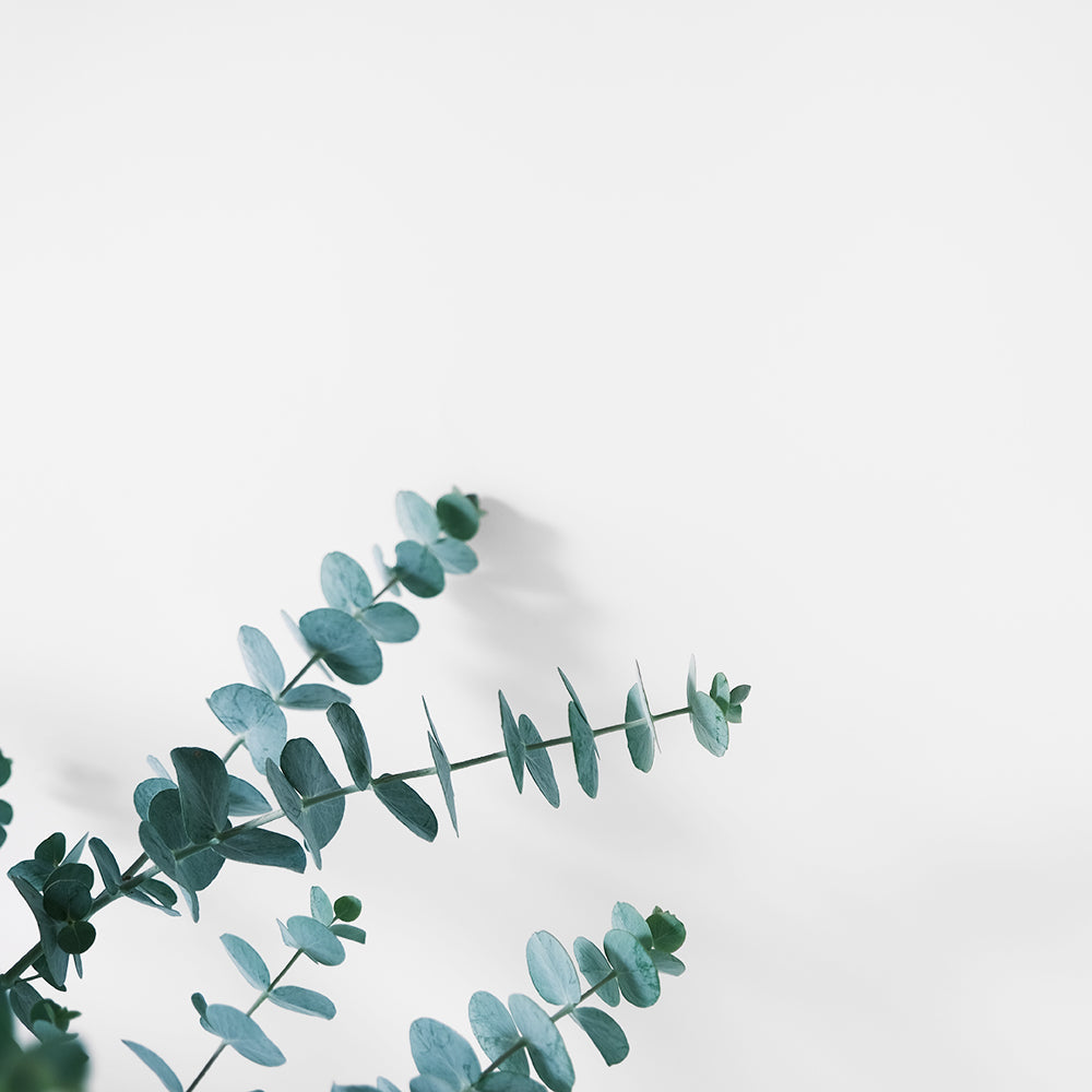 【今天我最美-寶寶藍尤加利】藍灰色的葉片