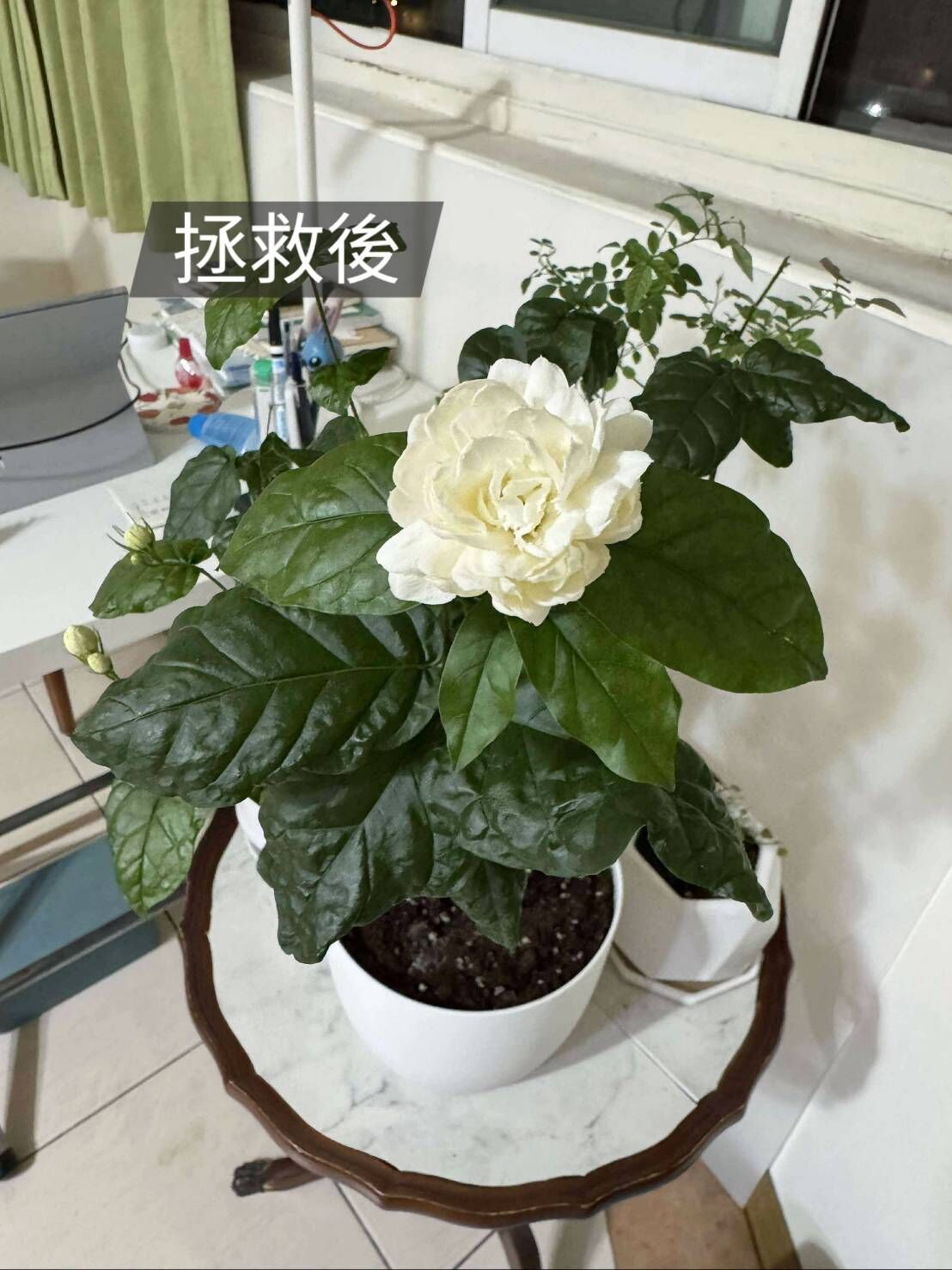 比玫瑰還大的茉莉！！做好2件事，就能拯救茉莉