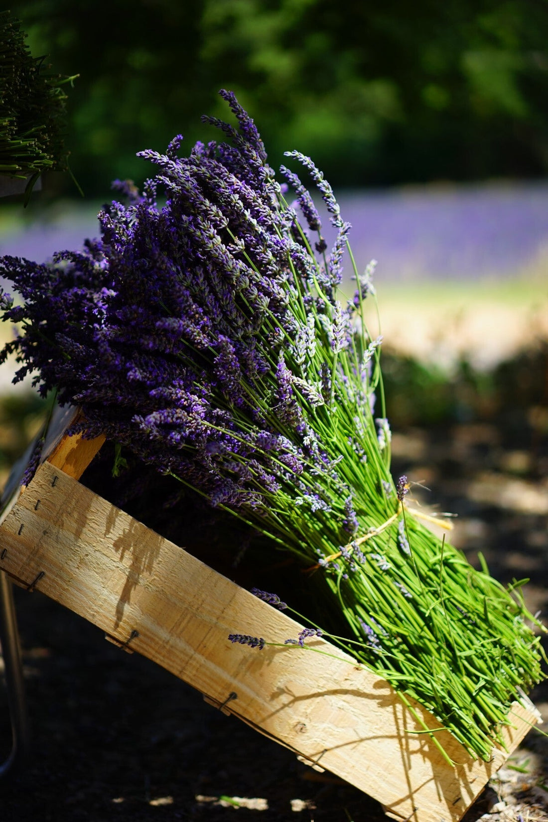 乾燥薰衣草花束，這樣做，一定會成功！