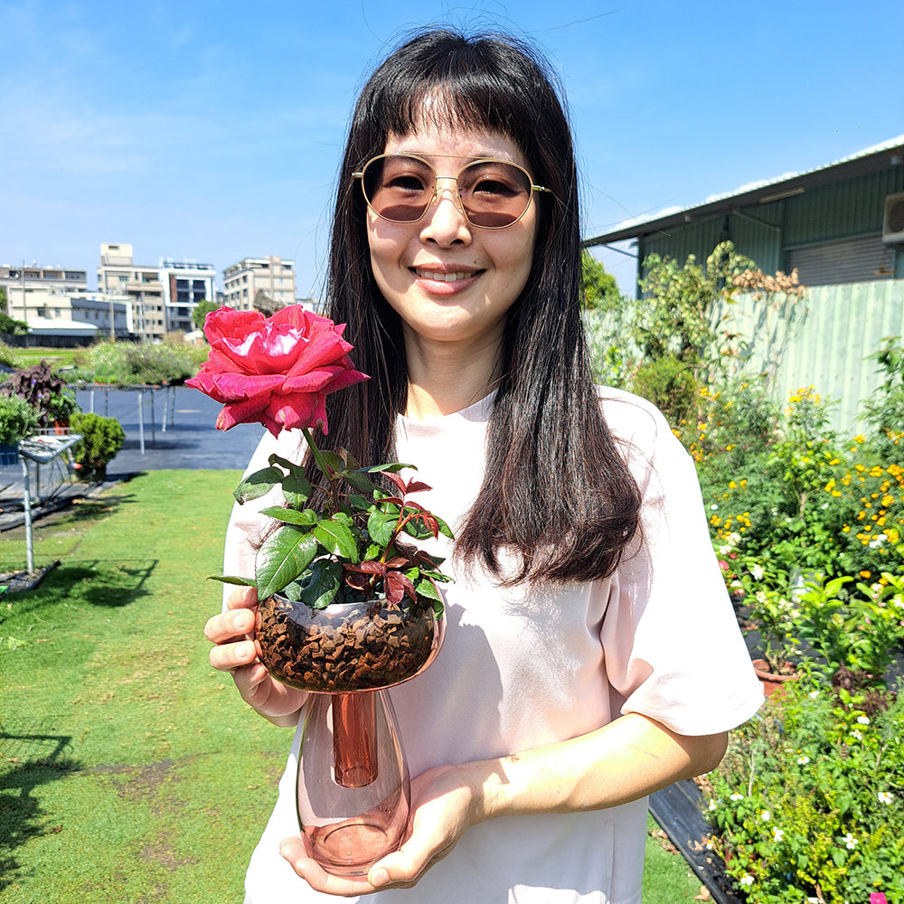 水耕的玫瑰花也很大