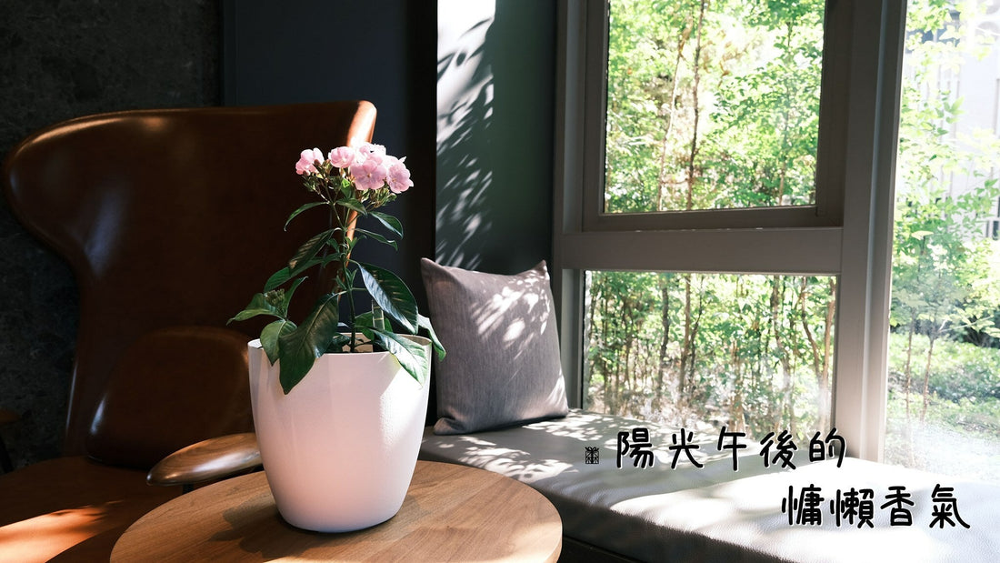 想要微風吹來就有花香嗎？滇丁香的花香真的很香