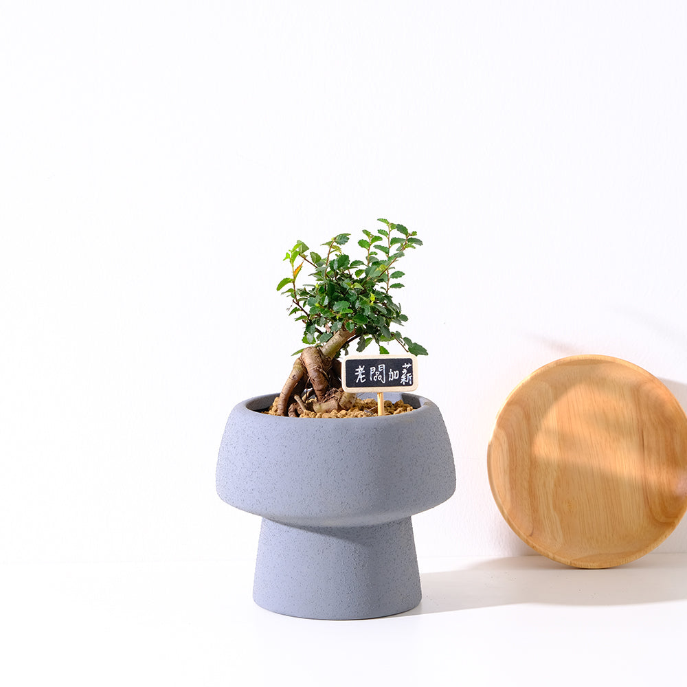 種植榆樹的三個好處