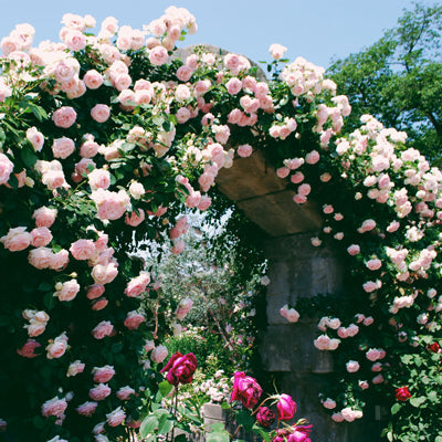 賞花盆景