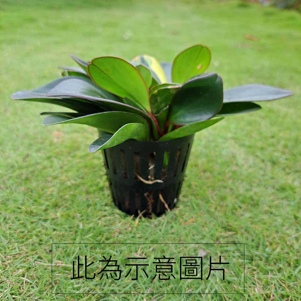 綠葉圓葉椒草 | 斑葉圓葉椒草 | 水耕 | 無土栽培 | 好照顧 | 兒童、 寵物安全 | 移除甲醛 | 室內植物