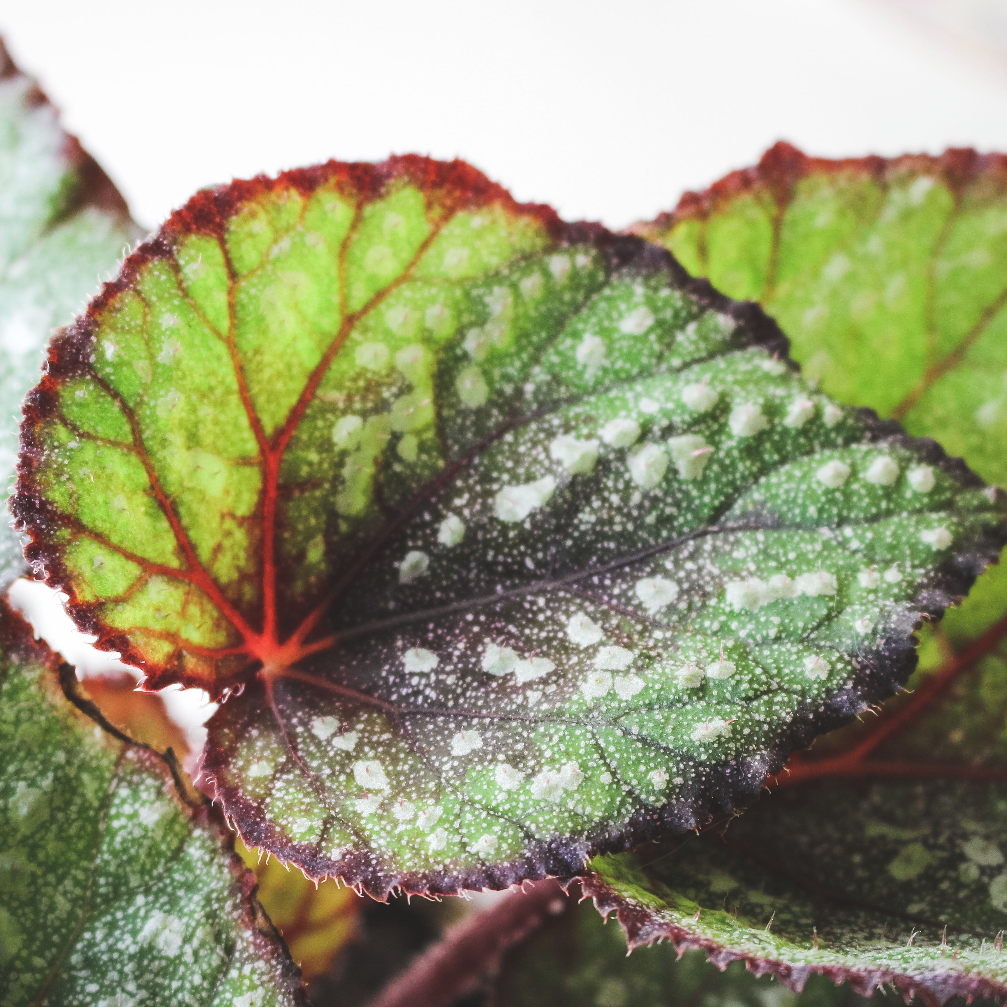 糖霜秋海棠 | 室內植物