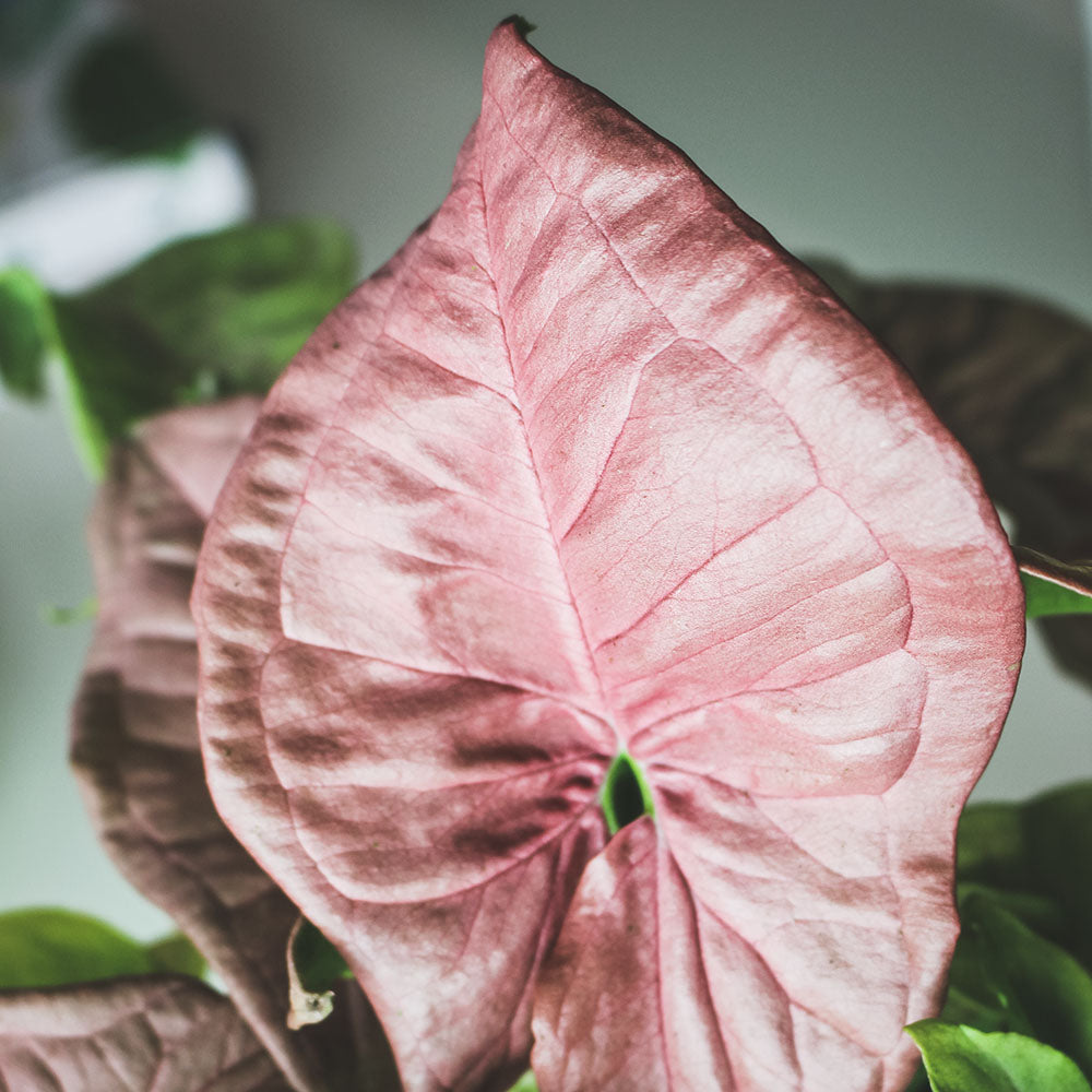 粉紅合果芋 | 溫柔的色彩 | 室內植物
