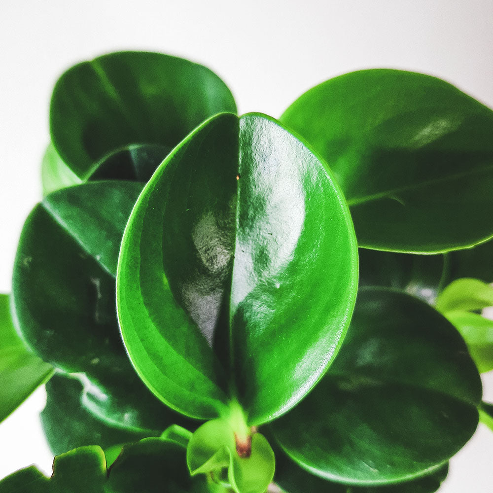 圓葉椒草 | 圓葉金錢樹 | 好照顧 | 兒童、 寵物安全 | 移除甲醛 | 室內植物