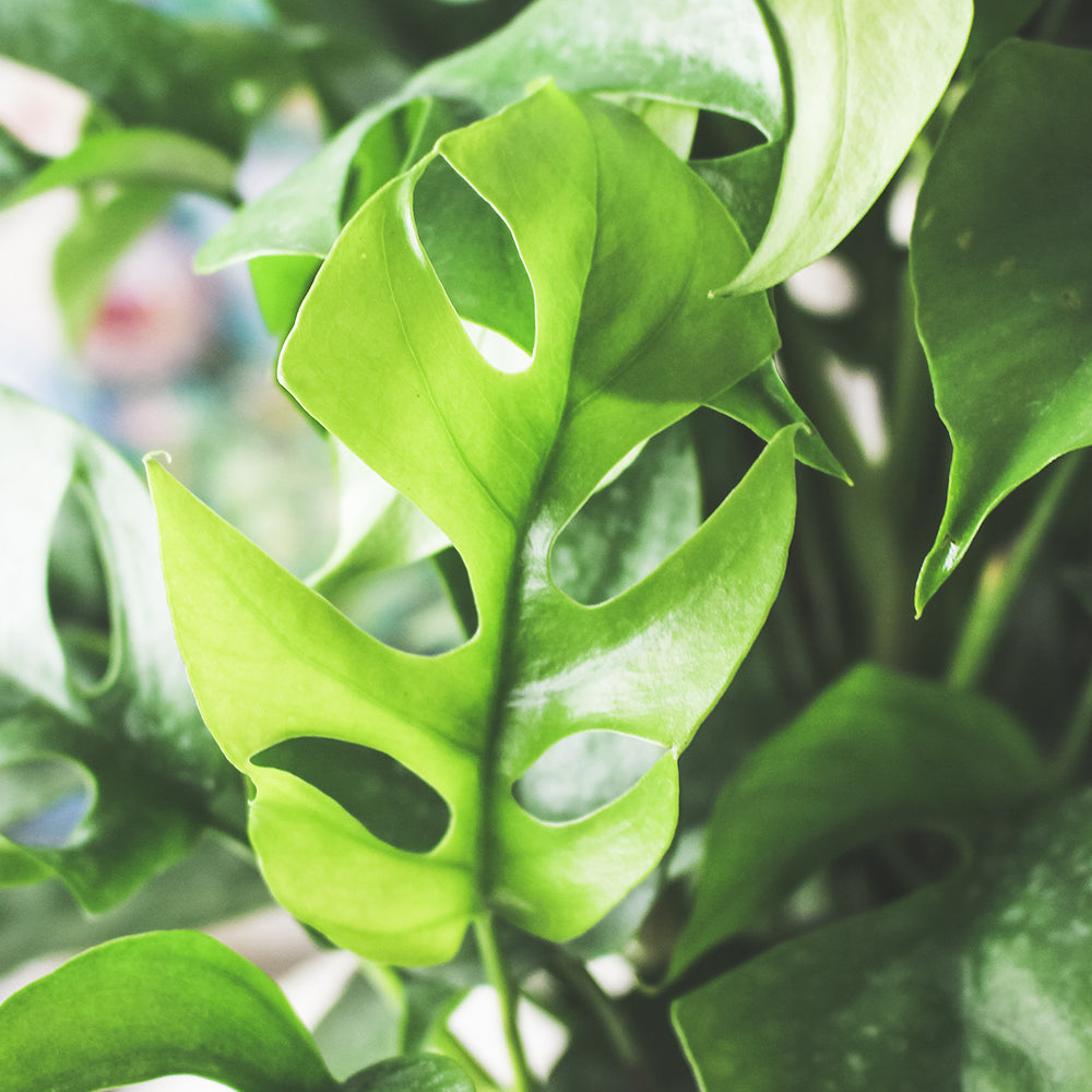姬龜背 | 四籽崖角藤 | 迷你電信蘭 | 室內植物