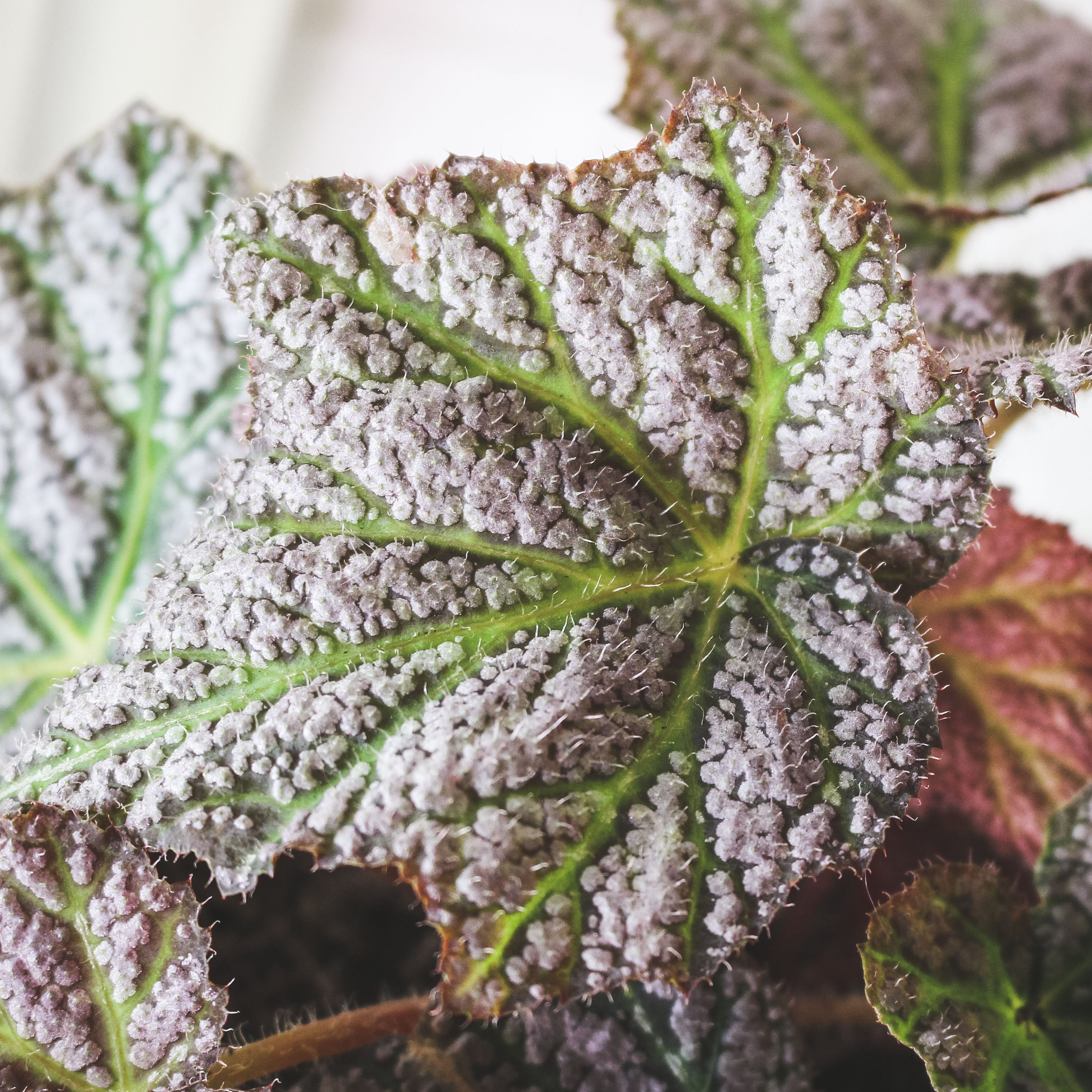 優雅秋海棠 | 室內植物