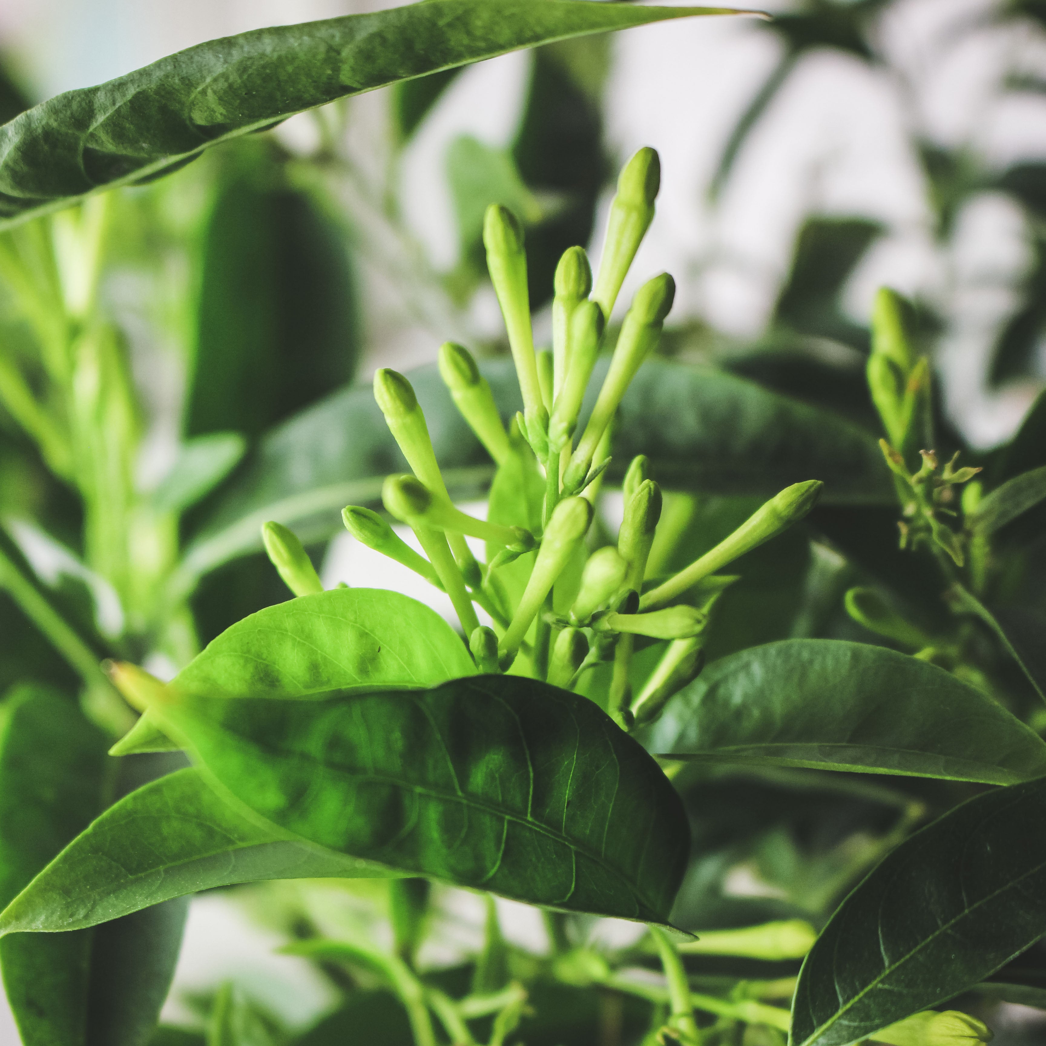 珍珠馬茶花 | 風車花 | 有香氣 | 陽光植物