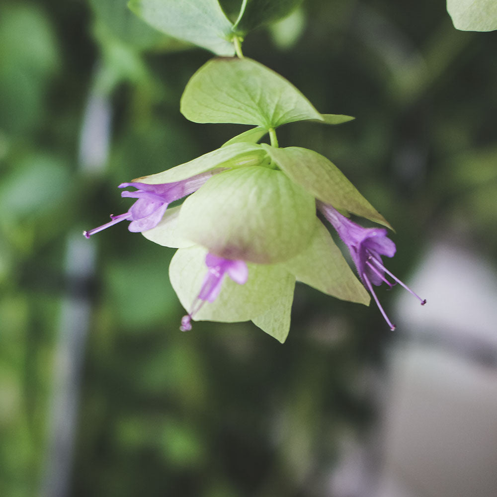 肯特奧勒岡 | 粉紅色中帶紫色的花朵 | 園藝得獎品種 | 陽光植物