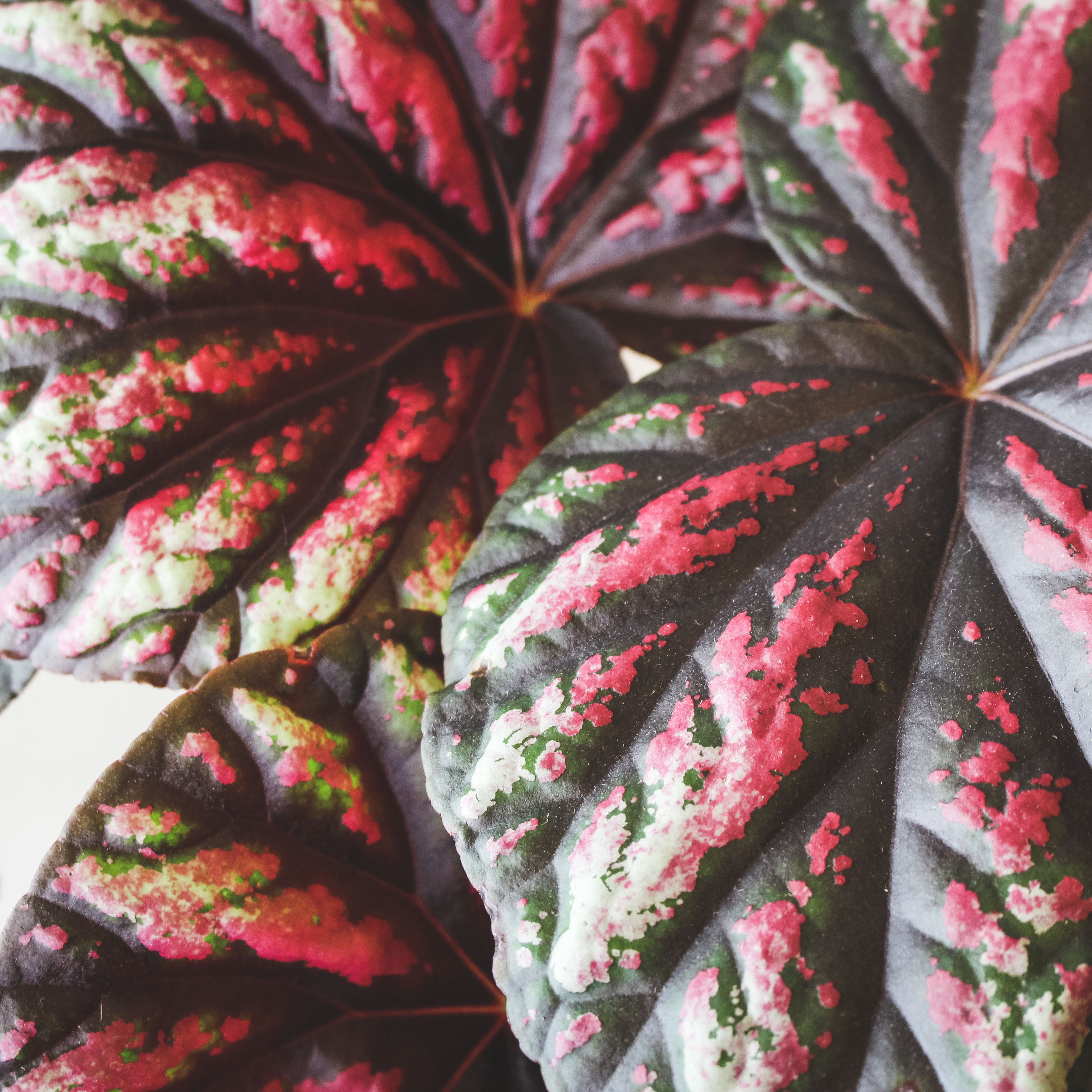糖果秋海棠 | 室內植物