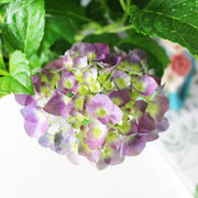 妖精之瞳繡球花 | 日本紫陽花 | 藍色花朵 | 重瓣繡球 | 陽光植物