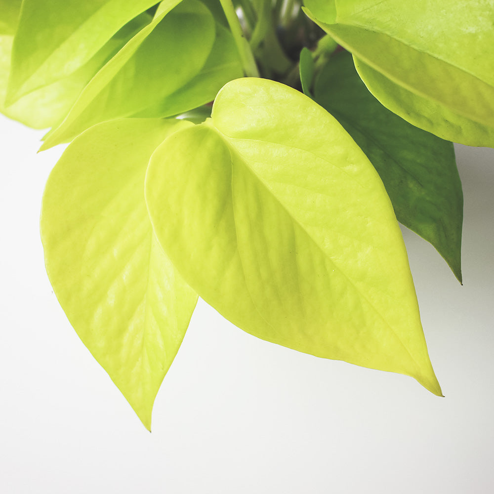陽光黃金葛 | 水耕 | 無土栽培 | 廁所OK | 室內植物
