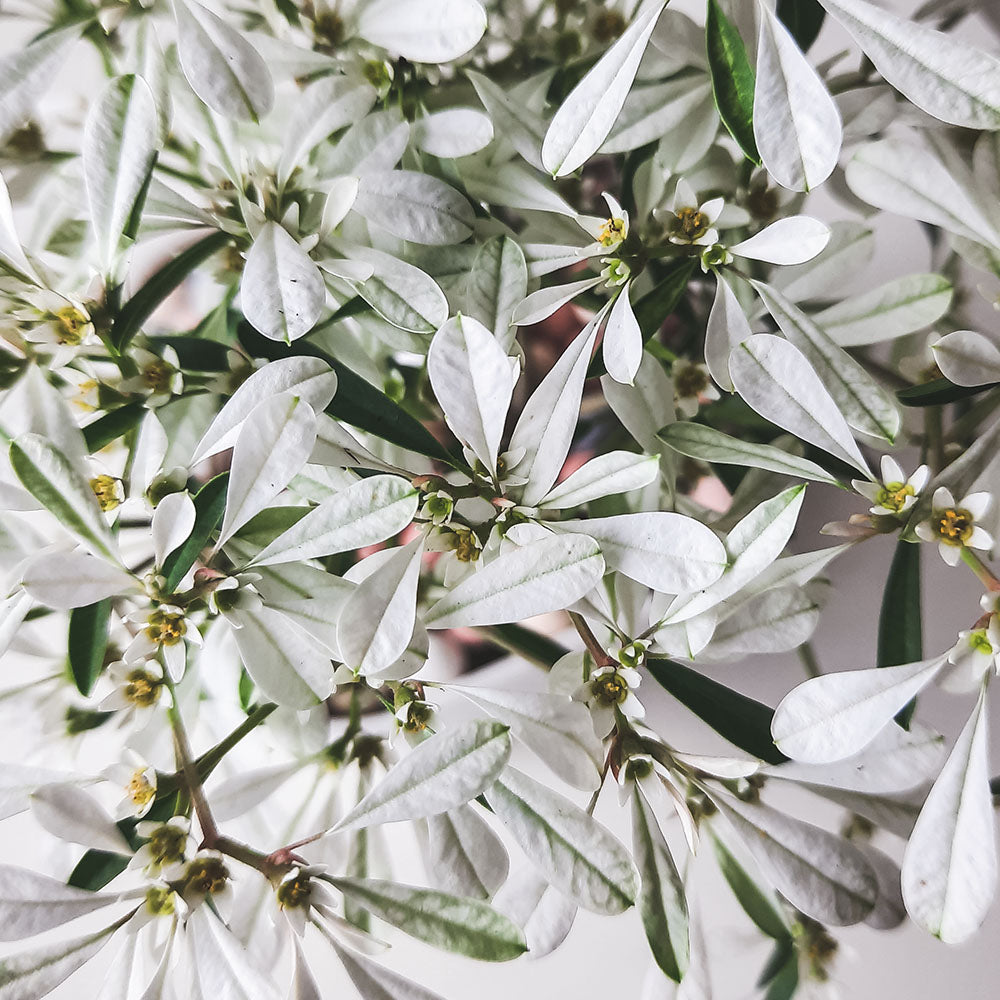 白雪木盆栽｜聖誕節必備｜陽光植物