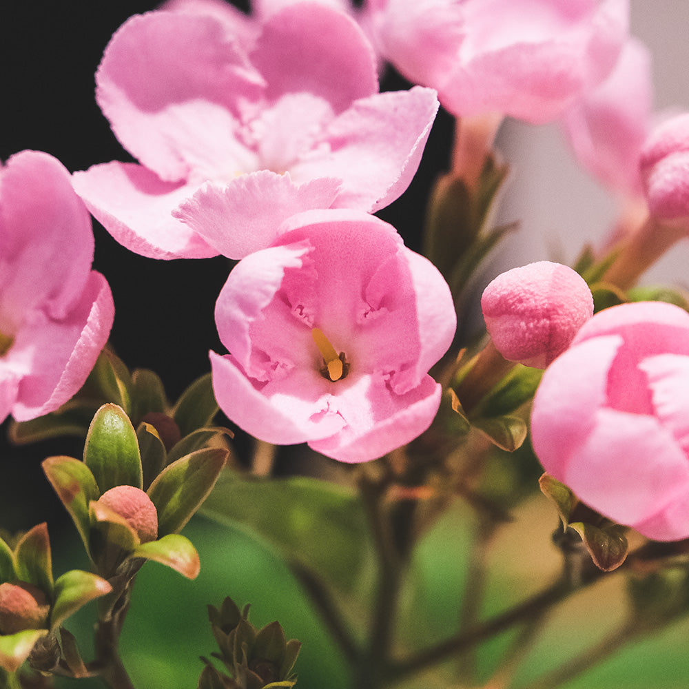 滇丁香 | 花有香氣 | 藏丁香 ｜ 陽光植物