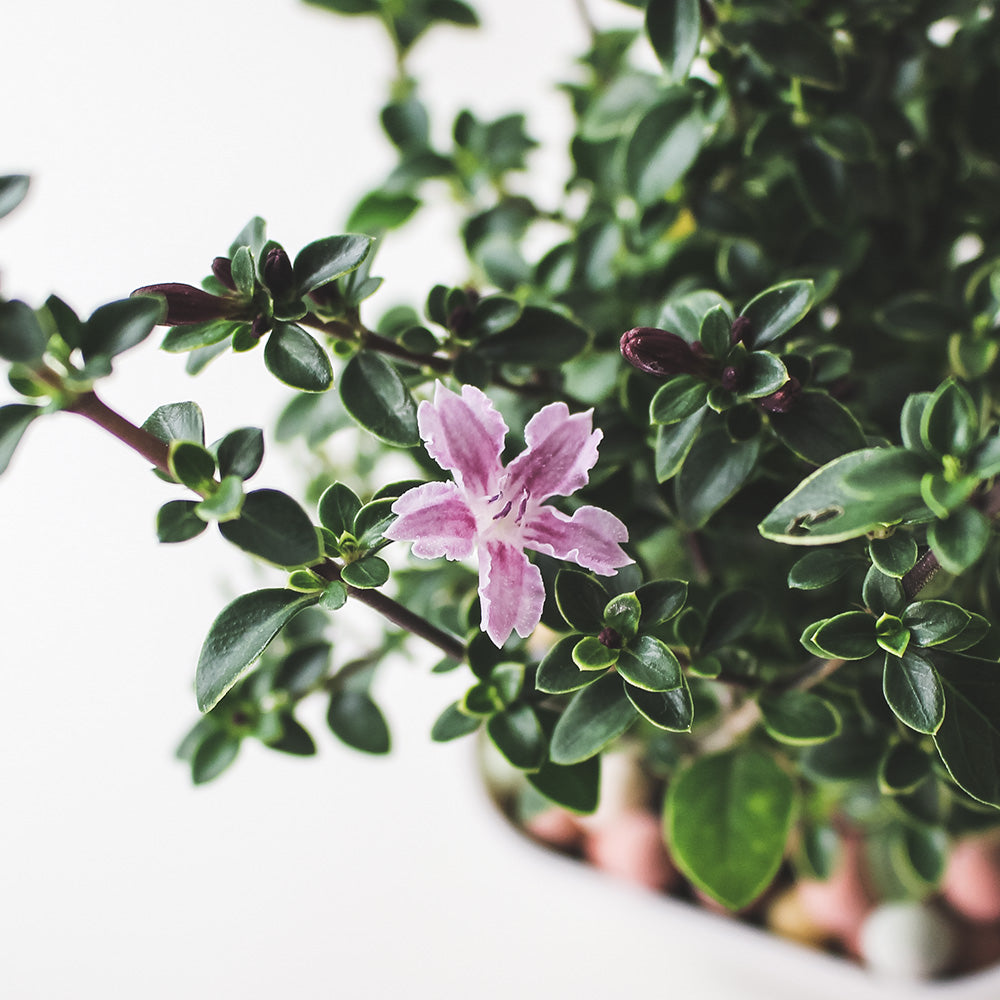 紫丁香 | 六月雪 | 花有淡香 | 陽光植物
