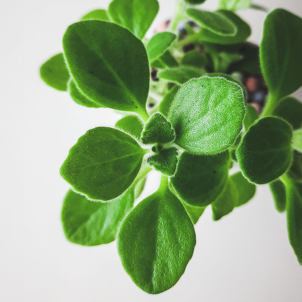 薄荷左手香 | 薄荷到手香 | 陽光植物