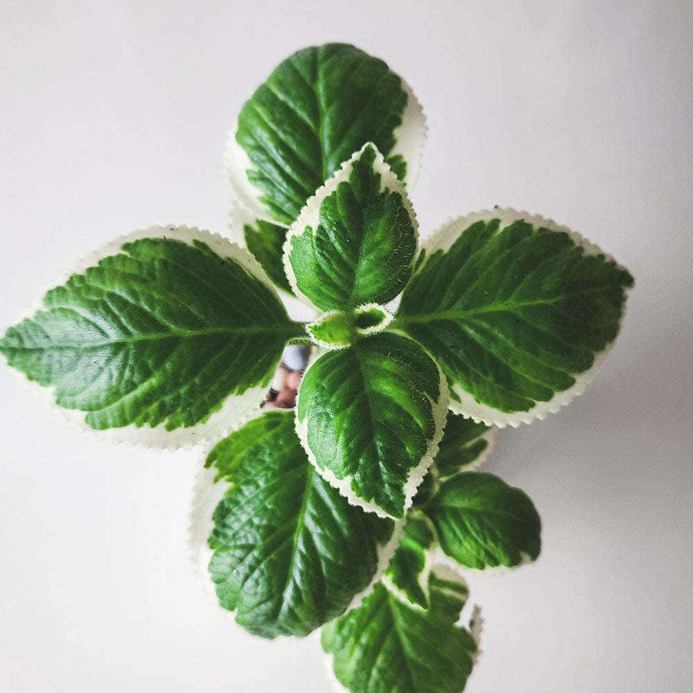 白斑左手香 | 獨特斑紋 | 清新香氣 | 陽光植物