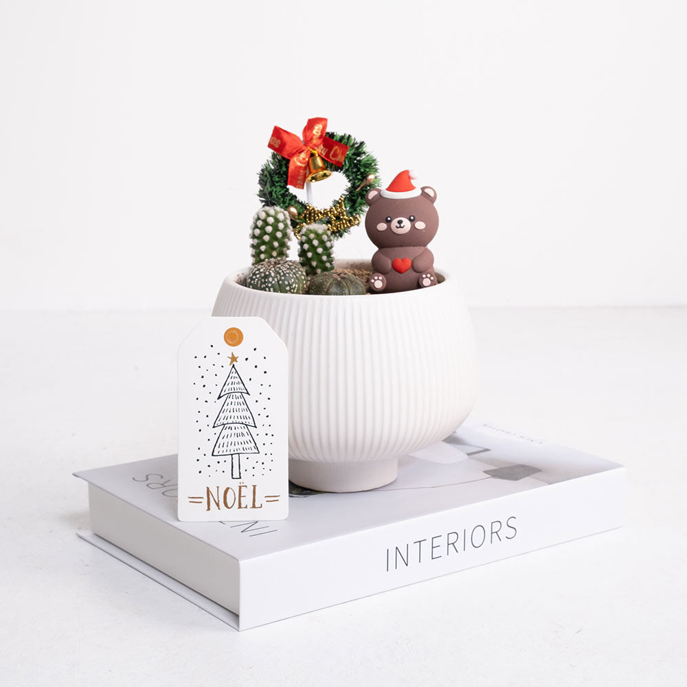 白雪森林的小抱抱 | 給你最溫暖的抱抱 | 陽光植物