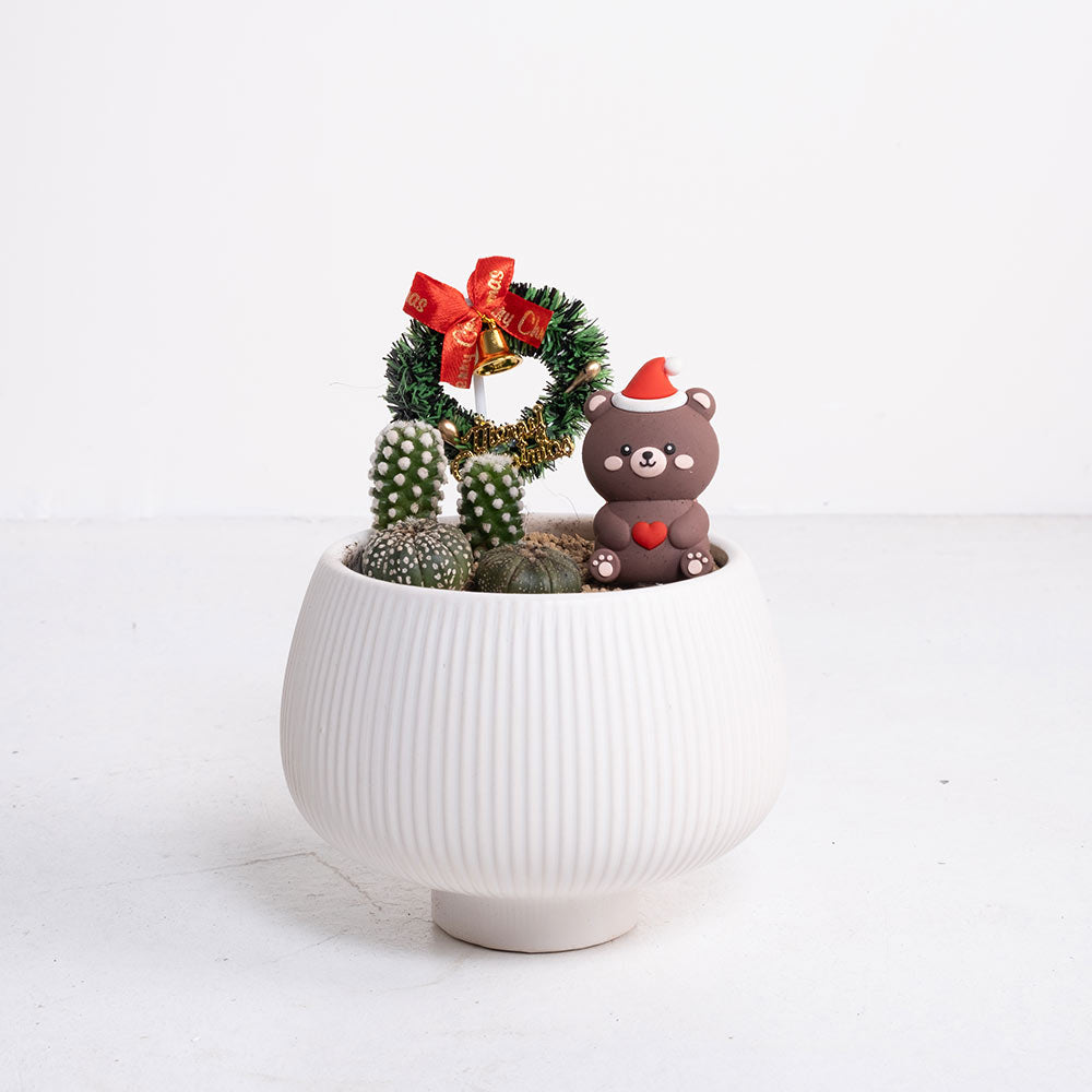 白雪森林的小抱抱 | 給你最溫暖的抱抱 | 陽光植物