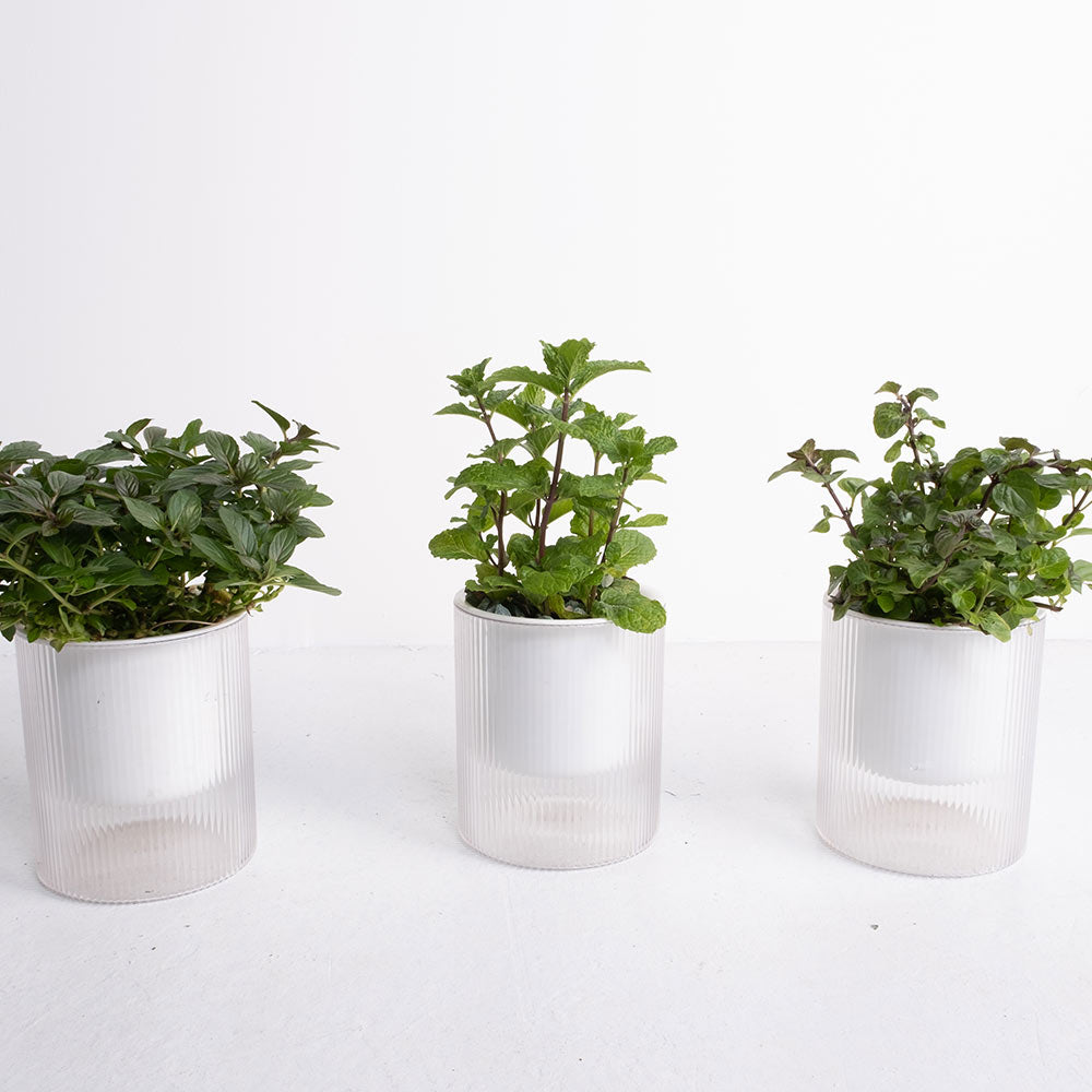 【森林有塊田】森活薄荷三入組｜窗邊的微醺綠洲｜水耕薄荷・鮮摘體驗 3 入組 (附專屬食譜卡)