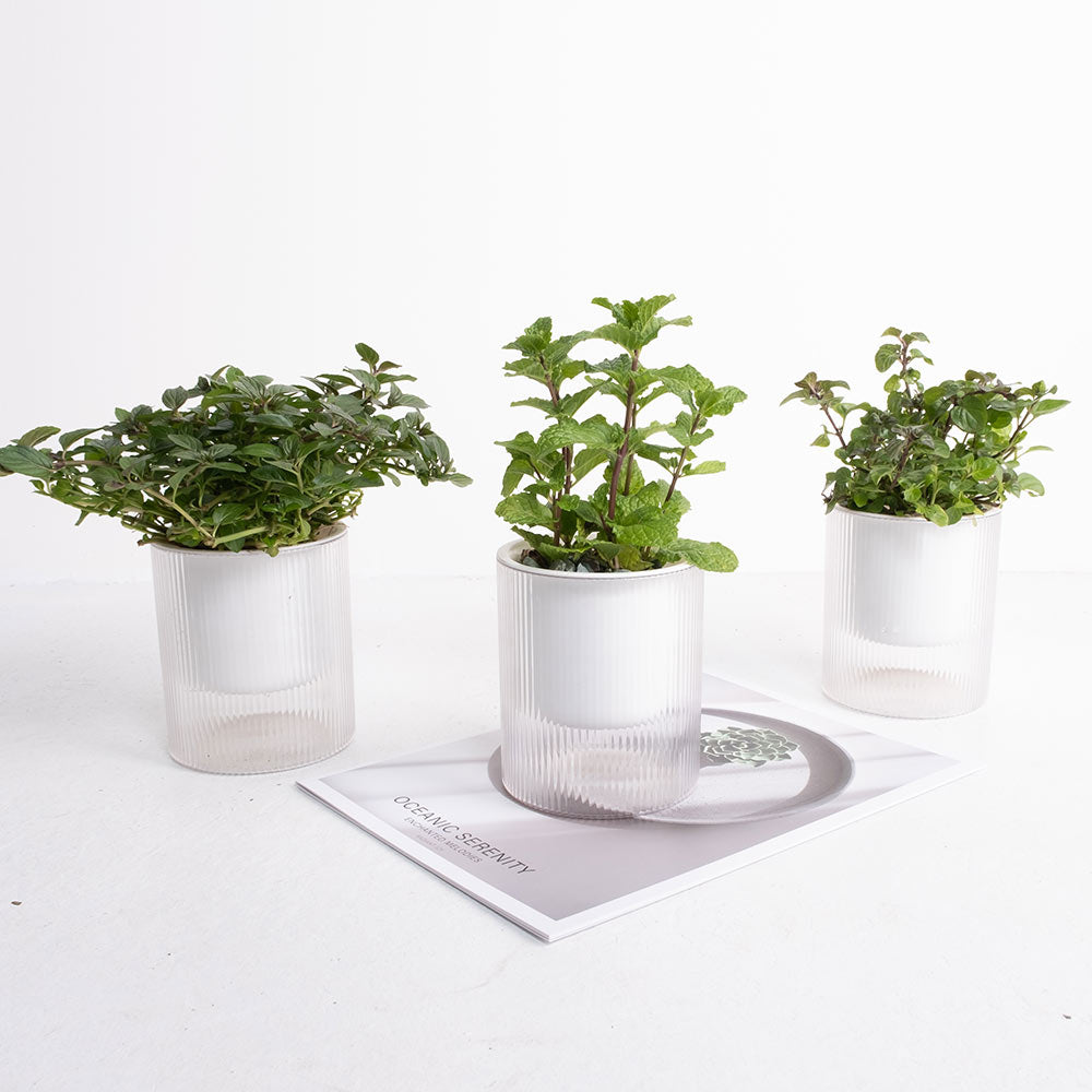 【森林有塊田】森活薄荷三入組｜窗邊的微醺綠洲｜水耕薄荷・鮮摘體驗 3 入組 (附專屬食譜卡)