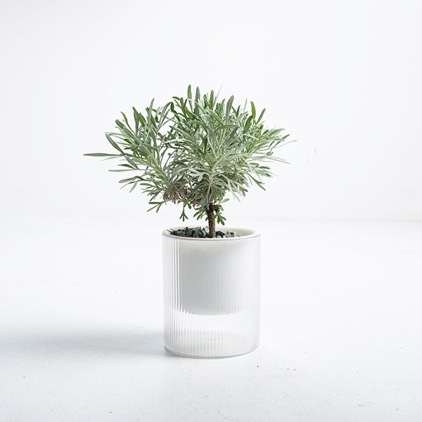 日本芙蓉盆栽 | 獨特造型與吉祥風水 | 化解路沖、壁刀 | 陽光植物