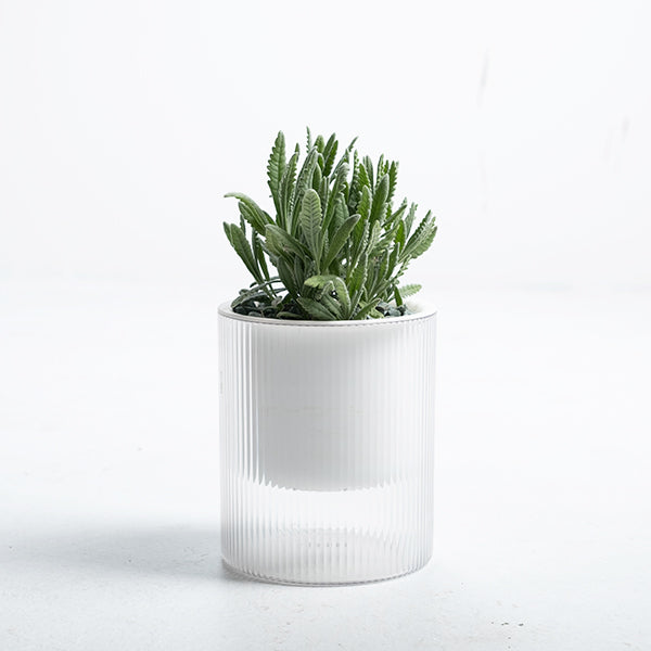 阿拉弟薰衣草｜水耕｜淨化空氣｜驅蟲神器｜陽光植物