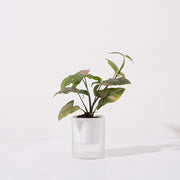 粉紅公主蔓綠絨 | 獨特又夢幻的外觀 | 室內植物