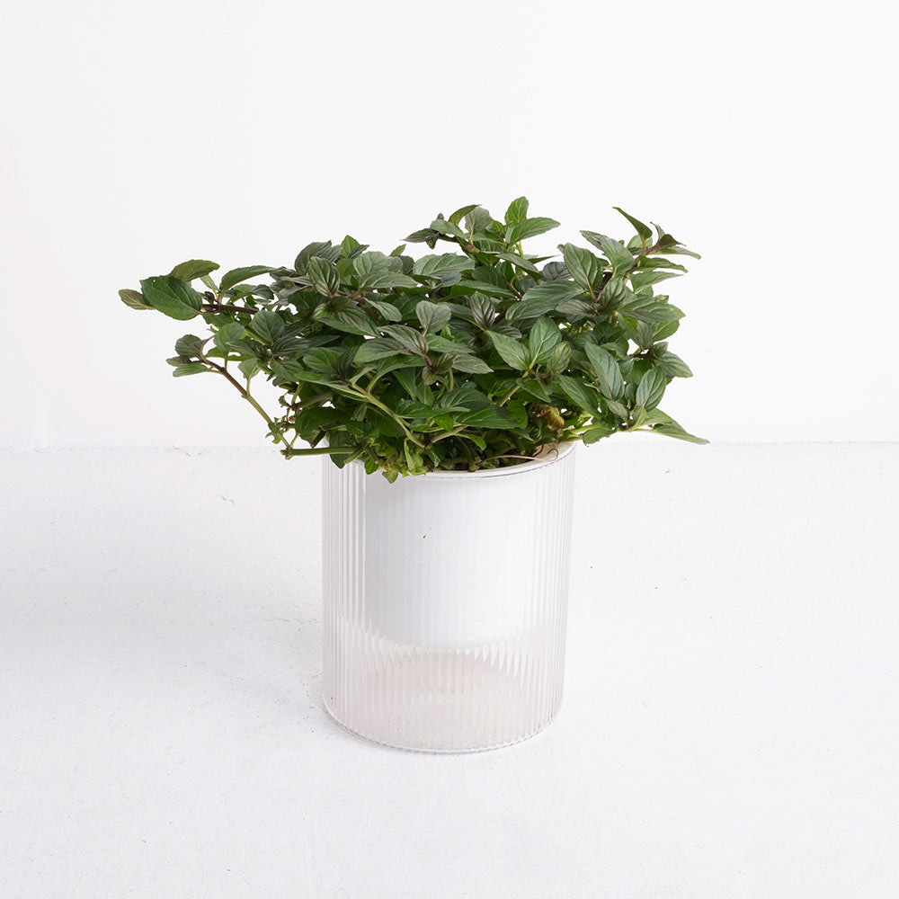 【森林有塊田】森活薄荷三入組｜窗邊的微醺綠洲｜水耕薄荷・鮮摘體驗 3 入組 (附專屬食譜卡)