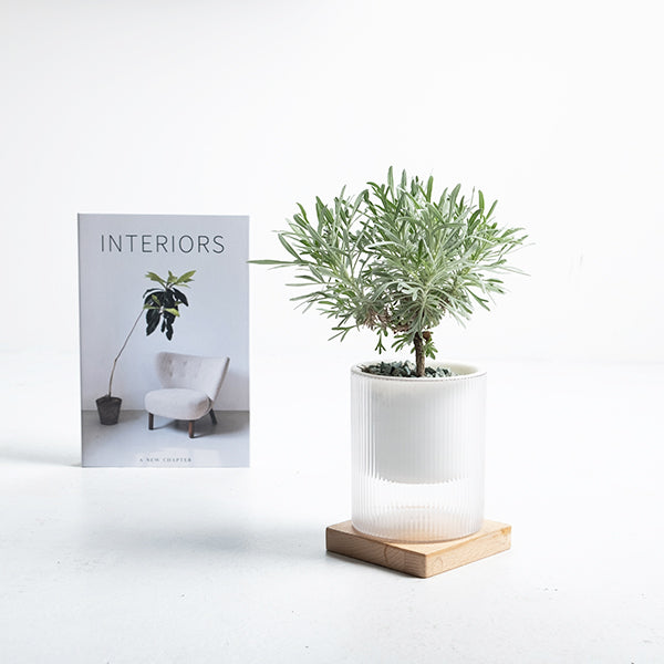 日本芙蓉盆栽 | 獨特造型與吉祥風水 | 化解路沖、壁刀 | 陽光植物