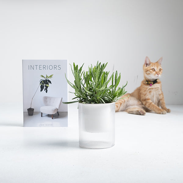 甜蜜薰衣草 | 水耕 | 味道濃郁的品種 | 提升貴人運，舒緩工作壓力 | 陽光植物