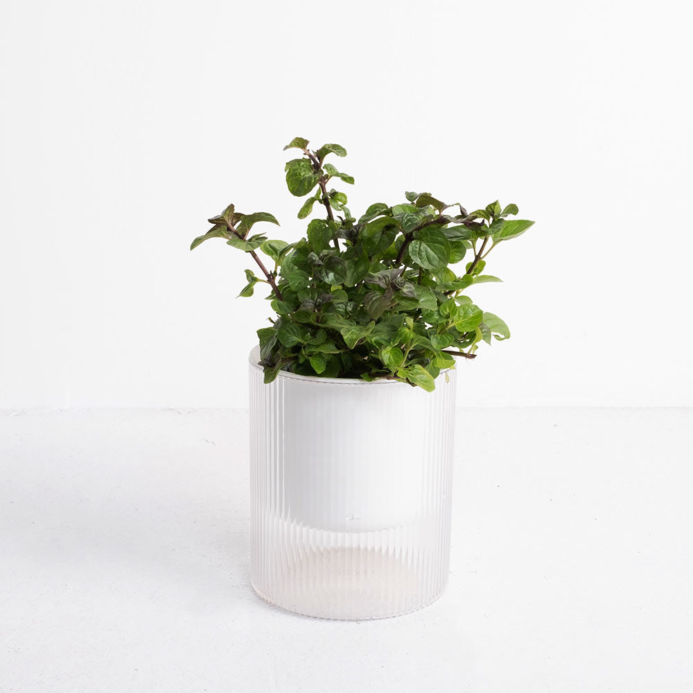 【森林有塊田】森活薄荷三入組｜窗邊的微醺綠洲｜水耕薄荷・鮮摘體驗 3 入組 (附專屬食譜卡)