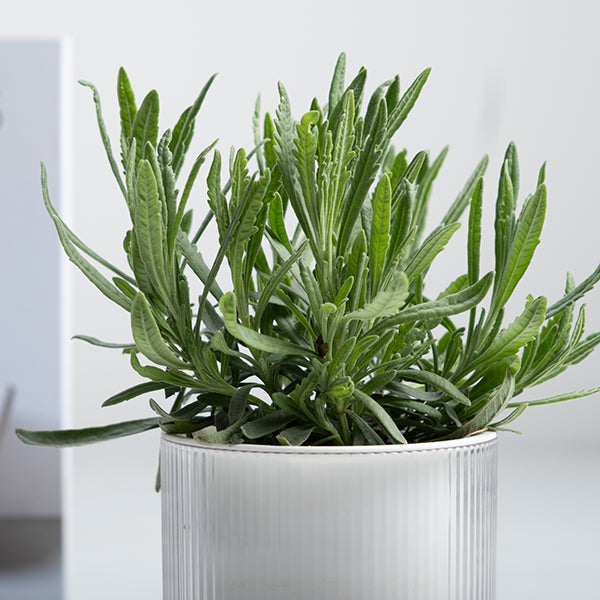 甜蜜薰衣草 | 水耕 | 味道濃郁的品種 | 提升貴人運，舒緩工作壓力 | 陽光植物