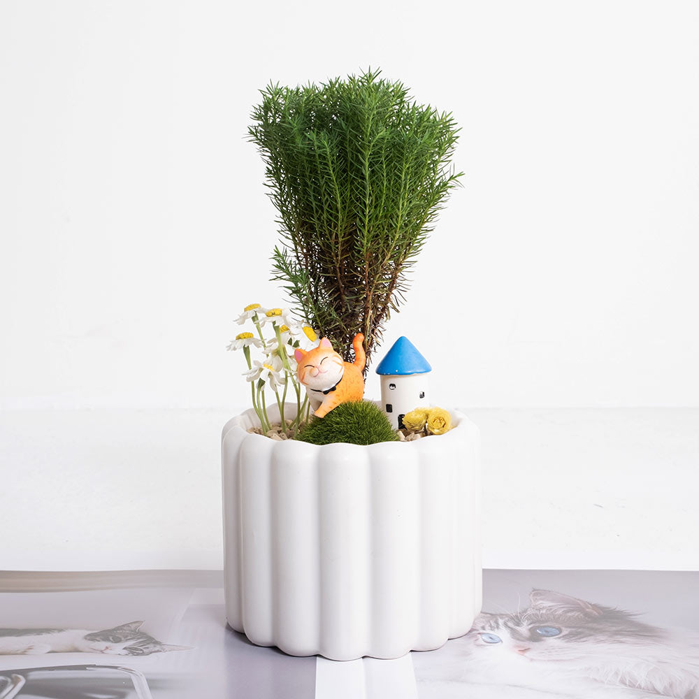 貓散步組合盆栽 | 暖陽陪伴，森林漫遊 | 淨化空間中的負面氣場 | 陽光植物