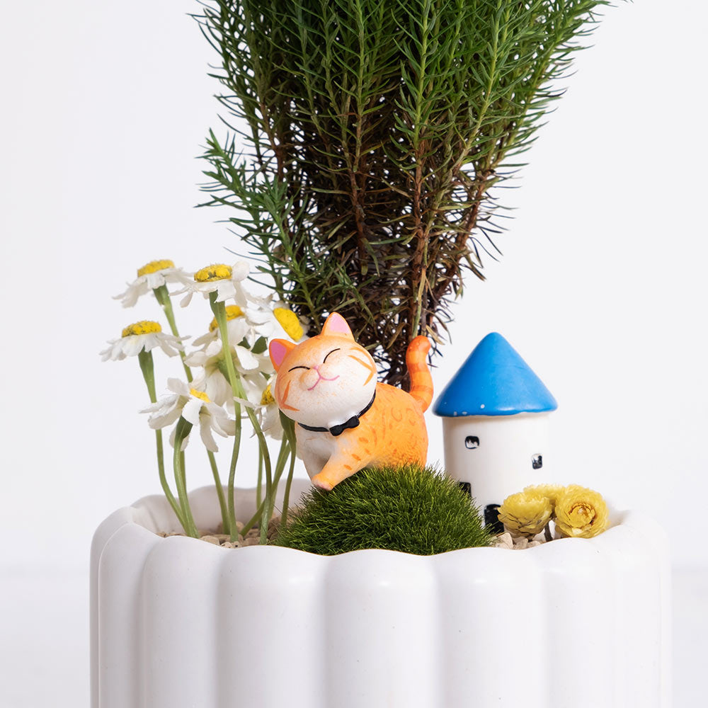 貓散步組合盆栽 | 暖陽陪伴，森林漫遊 | 淨化空間中的負面氣場 | 陽光植物