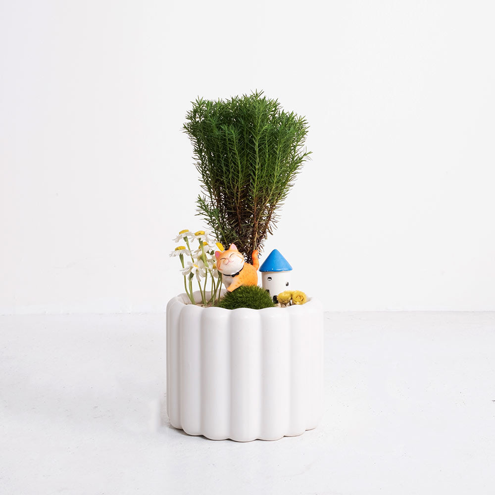 貓散步組合盆栽 | 暖陽陪伴，森林漫遊 | 淨化空間中的負面氣場 | 陽光植物