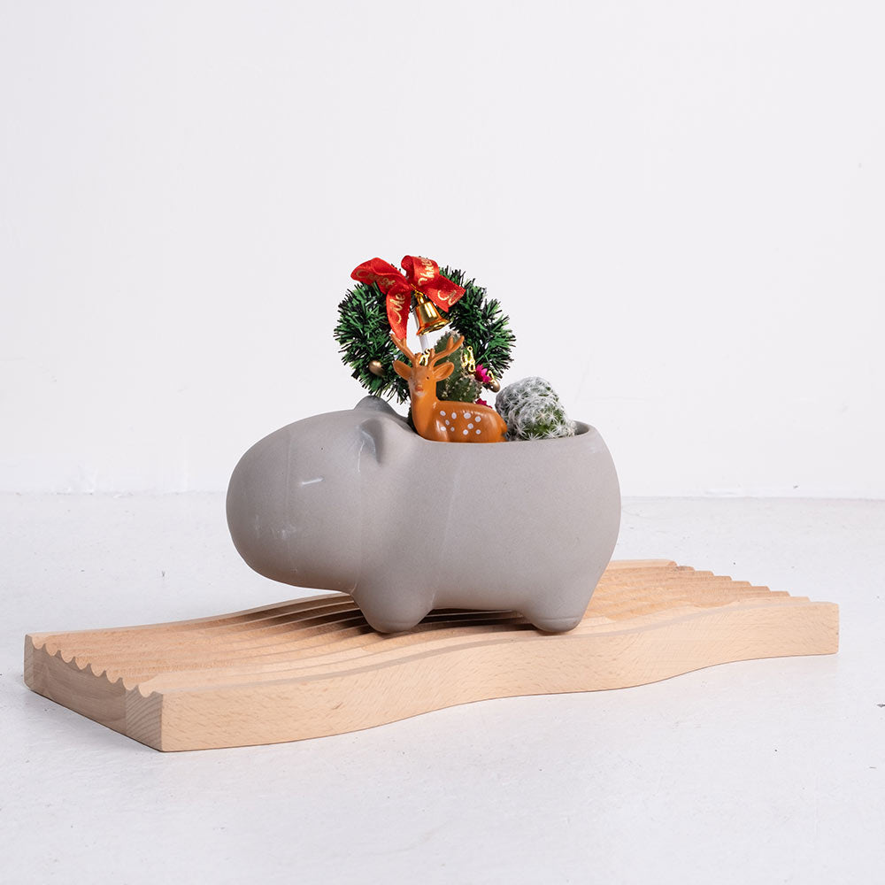 豚豚的冬日奇遇 | 交換禮物 | 陽光植物