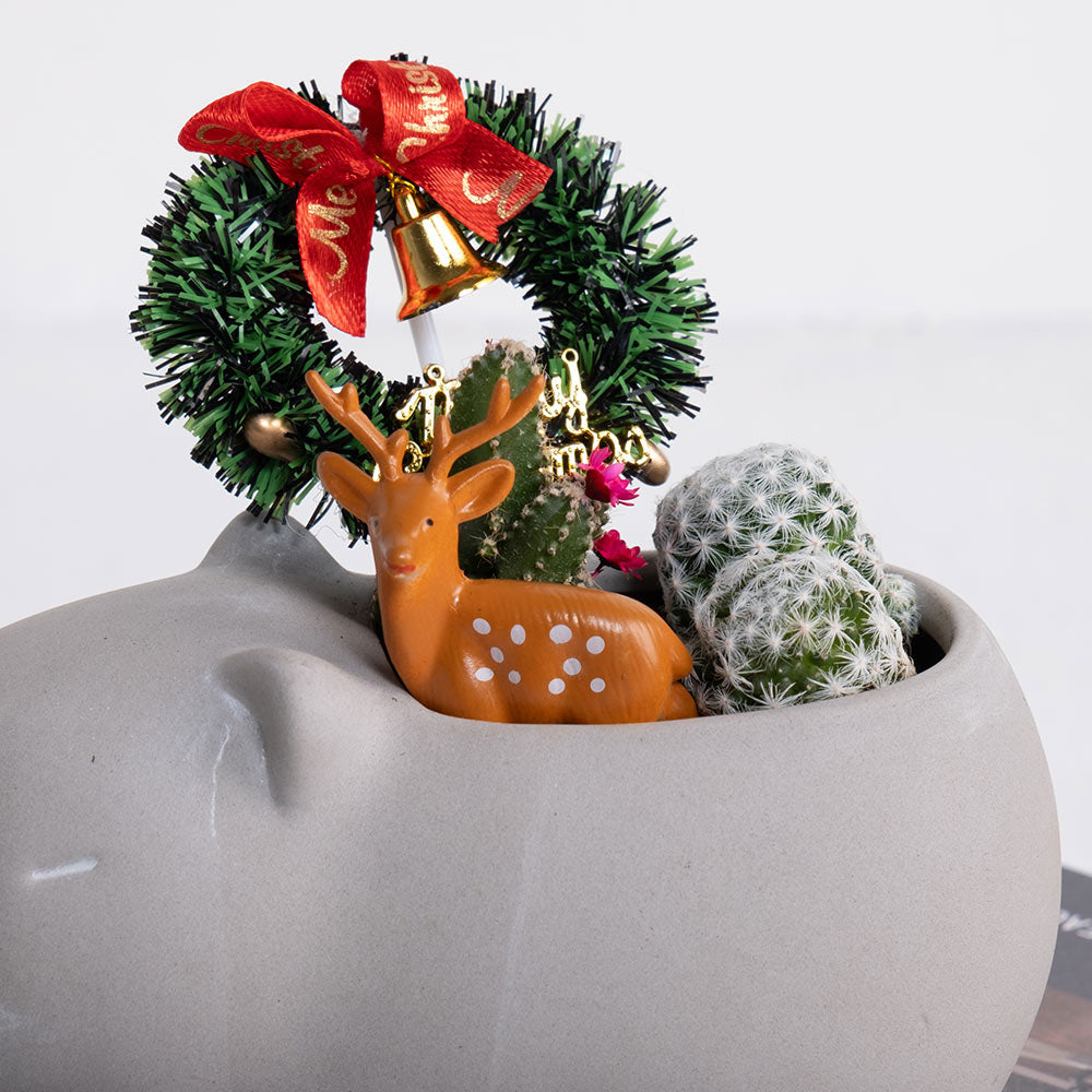 豚豚的冬日奇遇 | 交換禮物 | 陽光植物