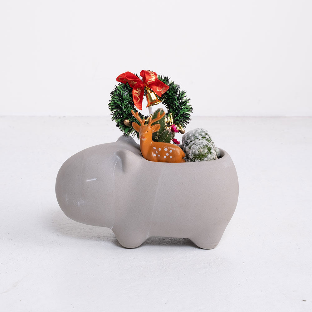 豚豚的冬日奇遇 | 交換禮物 | 陽光植物